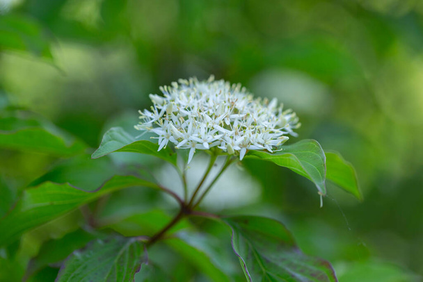 Cornus alba, a vörös kérges, fehér vagy szibériai dogwood, egy faj virágzó növény a családban Cornaceae. Szibériai dogfa (Cornus alba) ág a virágzás idején. - Fotó, kép