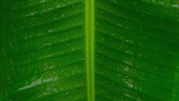緑のバナナの葉に降る雨。閉めろ。夏のモンスーン緑の葉に水の雨が降ります。美しい雨季。抽象的なテクスチャパターン。自然を背景に。スローモーションストックビデオ映像 - 映像、動画