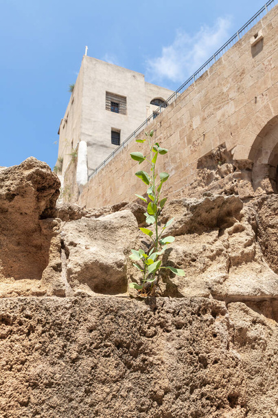 Restos de las murallas de la fortaleza en el patio de la fortaleza cruzada de la antigua ciudad de Acre en el norte de Israel - Foto, Imagen