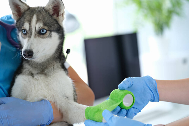 Doctor veterinarian bandaging dog broken paw in clinic - Foto, immagini
