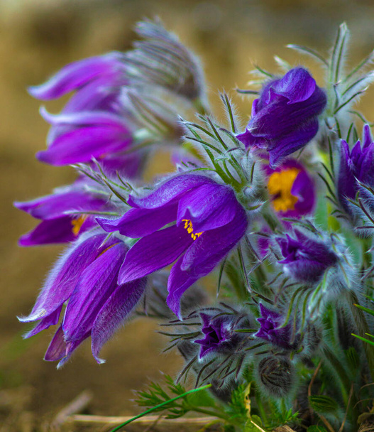Λουλούδια των διπλωμάτων ευρεσιτεχνίας Windflower ή Pulsatilla Πρώτη άνοιξη ανθίζουν λουλούδι, μωβ φυτό μακροεντολή, γρασίδι όνειρο - Φωτογραφία, εικόνα