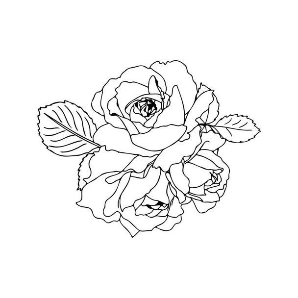 Bouquet di rose vettoriale disegnato a mano in stile lineare. Profilo nero senza riempimento. Disposizione floreale per matrimoni, biglietti, buste, confezioni. - Vettoriali, immagini