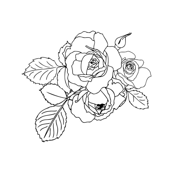 Vector hand-drawn bouquet of roses in a linear style. Black outline with no fill. Flower arrangement for wedding design, cards, envelopes, packaging. - Vector, Image