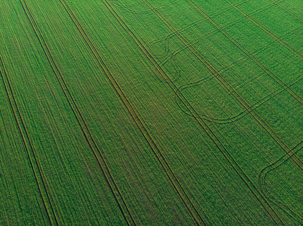 Aerial top view of the green field. - Fotoğraf, Görsel