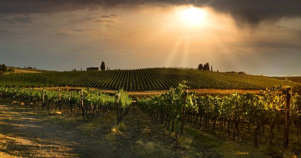 イタリアの劇的な曇り空と日没のトスカーナ地方の美しいブドウ畑. - 写真・画像