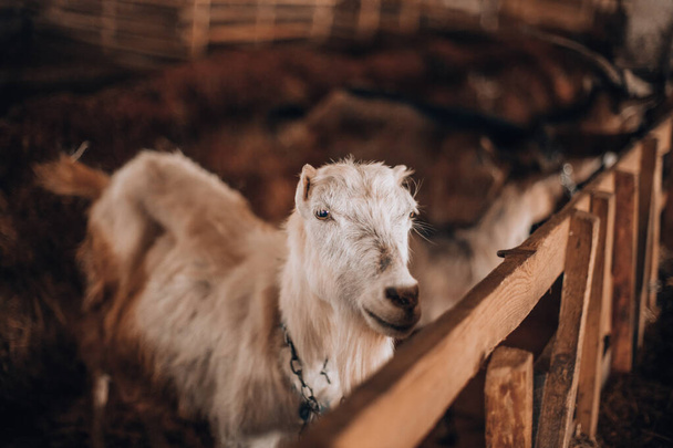 Black and white goat in stall barn - Foto, imagen
