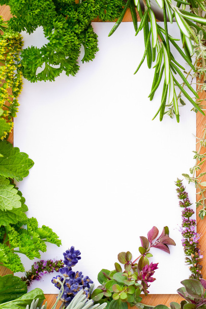 Gyógynövények a keret felett fehér háttér - Fotó, kép