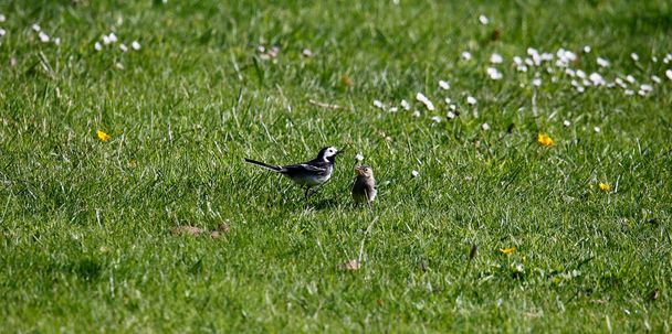 Pied wagtail collecting food for its chicks - Photo, Image