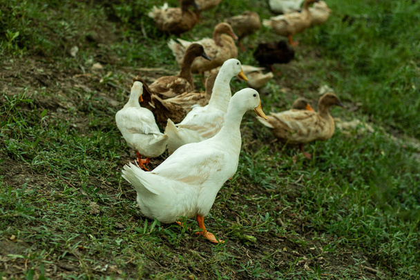 Indigenous white and gray ducks are running in water and on land in search of food - Foto, Imagem
