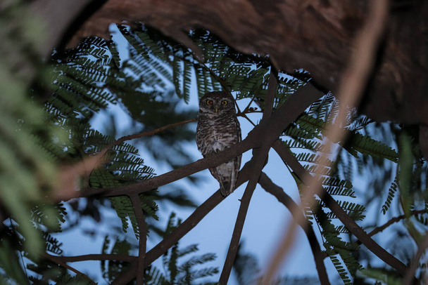 сова сидит на дереве, наблюдает за птицами - Фото, изображение