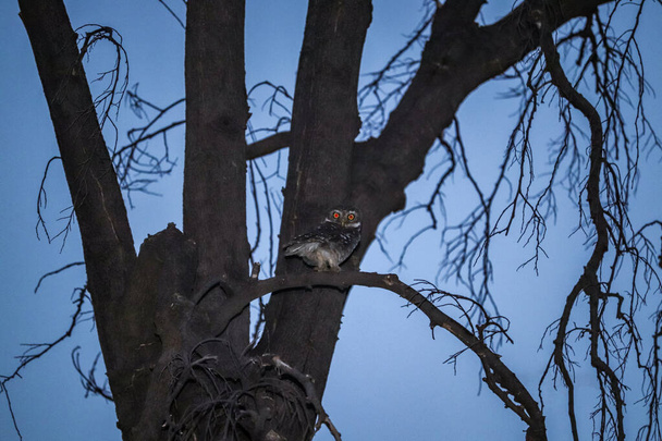 Búho bebé sentado en el árbol, Observación de aves - Foto, imagen