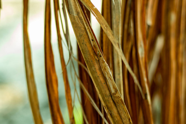 Folha de betel de cor creme seco que se parece com um padrão muito bonito - Foto, Imagem