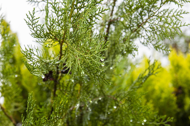 Zitronenzypresse im Garten des Hauses, nass vom Regen. cupressus macrocarpa. - Foto, Bild