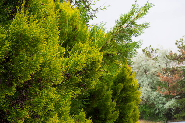 家の庭でレモンヒノキの木、雨で濡れている。キュプレッソス・マカルパ. - 写真・画像