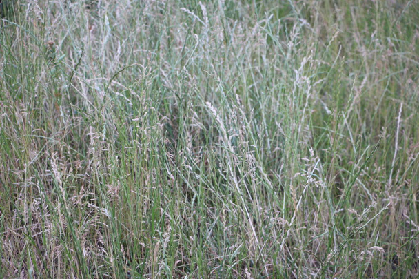 Selectieve zachte focus van weide droog gras, riet, stengels - Foto, afbeelding