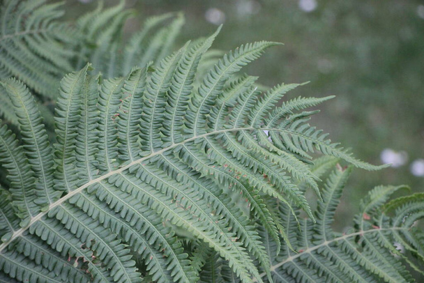 great green bush of fern in the forest. - Photo, Image