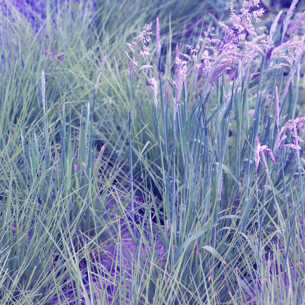 foyer doux sélectif de prairie herbe sèche, roseaux, tiges - Photo, image