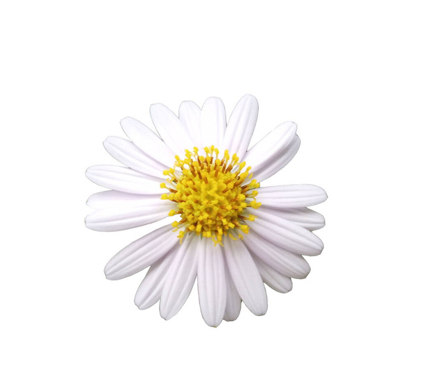 Κοντινό πλάνο, Λευκό λουλούδι χαμομηλιού ανθίζει απομονωμένο σε λευκό φόντο για φωτογραφία αρχείου, αρωματικά λουλούδια, βοτανικά φυτά, χαμομήλι χλωρίδα - Φωτογραφία, εικόνα