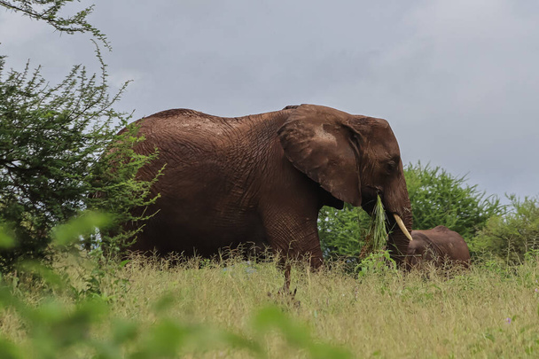 слон ест зеленую траву в саванне  - Фото, изображение