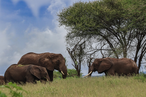 group of elephants standing near trees in savanna  - Photo, Image