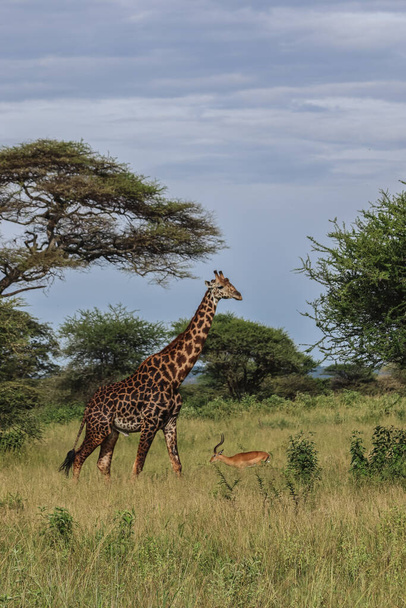 tall giraffe walking near antelope in savanna  - Фото, изображение