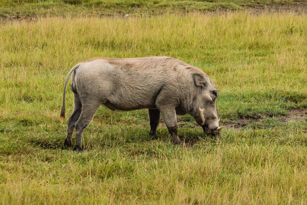 wild warthog sniffing green grass in savanna - Fotó, kép