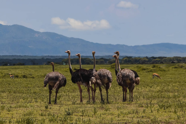 wild ostriches walking in natural environment  - Foto, Imagen