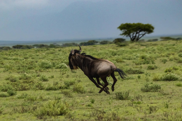 Wildebeest τρέχει σε γρασίδι στο φυσικό περιβάλλον  - Φωτογραφία, εικόνα