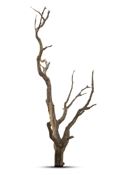 Egyetlen öreg és halott fa elszigetelt fehér háttér. - Fotó, kép