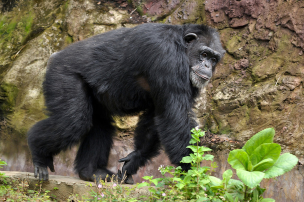 Chimpanzé - Foto, Imagem