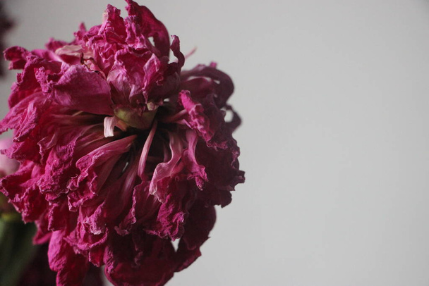 vervagen pioenroos bloemen close-up uitzicht - Foto, afbeelding