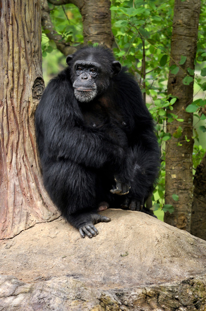 Chimpanzé - Foto, Imagem