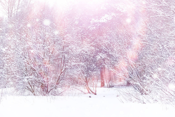 Winterbos landschap. Hoge bomen onder sneeuw. Januari ijzige dag in park. - Foto, afbeelding