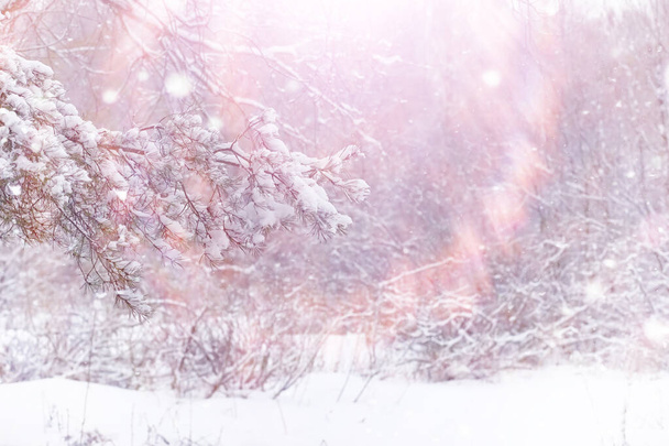 Paisaje forestal invernal. Árboles altos bajo cubierta de nieve. Enero día helado en el parque. - Foto, imagen