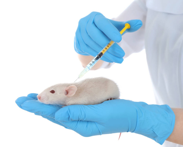 Scientist with syringe and rat on white background, closeup. Animal testing concept - Foto, afbeelding