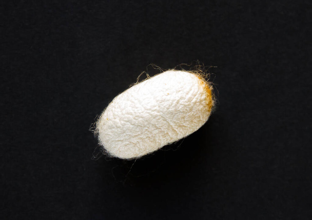 Silkworm cocoon isolated on a black background - Zdjęcie, obraz