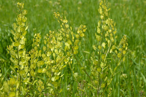 Field Pennycress, Thlaspi Arvense salatalarda kullanılan yenilebilir bir bitkidir. Tohumları bazen baharat olarak kullanılır, çoğunlukla et için. Şimdilerde neredeyse unutulmuş bir baharat.. - Fotoğraf, Görsel