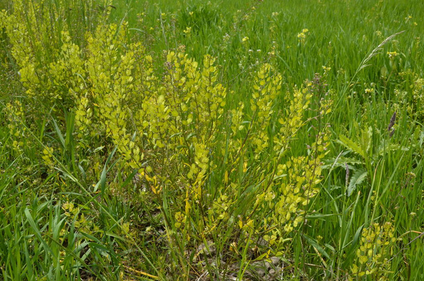 Field Pennycress, Thlaspi Arvense salatalarda kullanılan yenilebilir bir bitkidir. Tohumları bazen baharat olarak kullanılır, çoğunlukla et için. Şimdilerde neredeyse unutulmuş bir baharat.. - Fotoğraf, Görsel