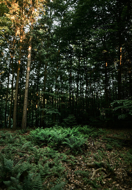 ポーランドの森の中でシダの成長のトップビュー。シダは木の葉を残します。自然の中で美しいシダの茂み. - 写真・画像