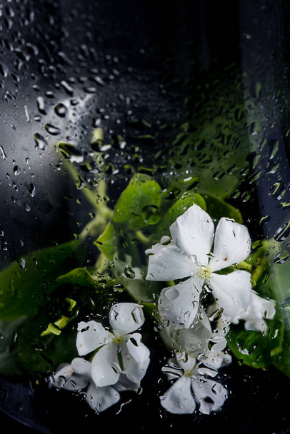 abstract photo of flowers with glass and water bubbles. - Valokuva, kuva