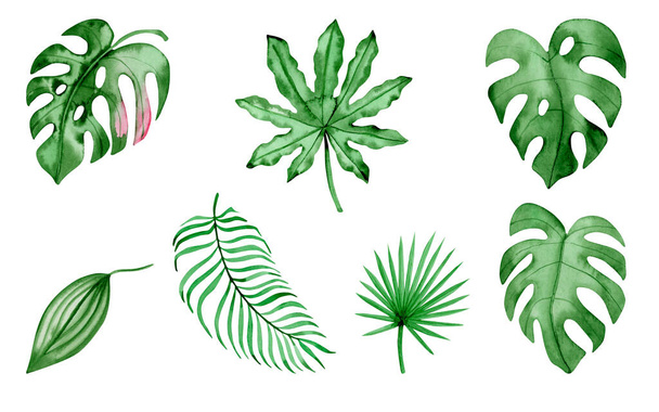 Watercolor botanical illustration set - tropical leaves collection, monstera, palm. Design elements for patterns, frames and compositions for wedding or invitations in floral style. Real watercolor. - Zdjęcie, obraz