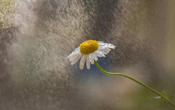 Квітуча квітка лейкантему вульгард під дощем
 - Фото, зображення