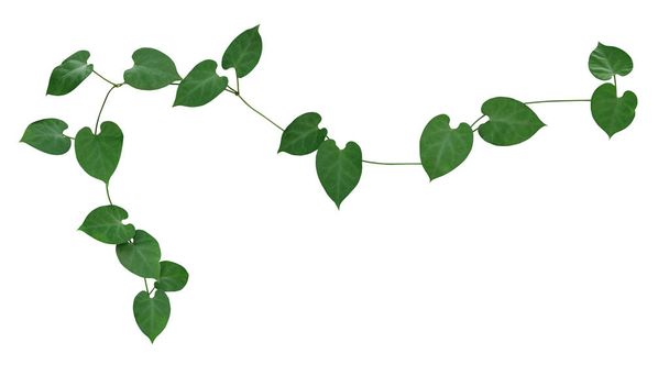 Heart shaped green leaves climbing vine flowering plant of Morning glory flower isolated on white background with clipping path, green nature frame layout.	 - Fotoğraf, Görsel