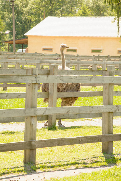 Afrikaanse mooie grote struisvogel wandelingen in de pluimveehouderij - Foto, afbeelding