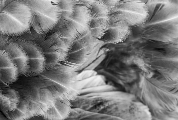 Makrofoto von grauen Hühnerfedern. Hintergrund oder Textur - Foto, Bild