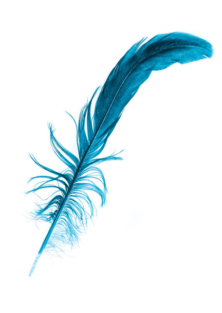 una pluma azul sobre un fondo blanco aislado - Foto, Imagen