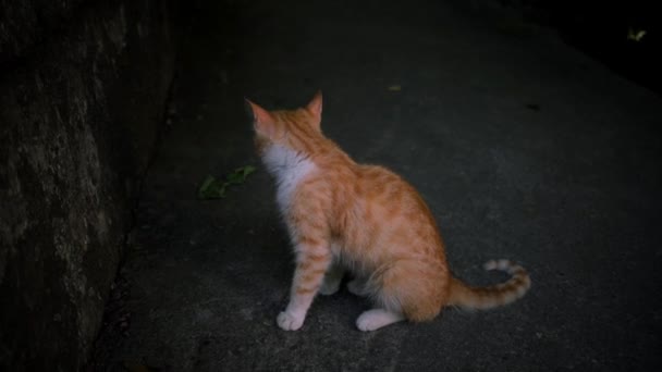 Joven gato de rayas rojas y blancas se sienta sobre asfalto y se lame la boca con la lengua después de comer. Gato callejero sin raza se sienta solo. Imágenes 4K en tiempo real. - Imágenes, Vídeo