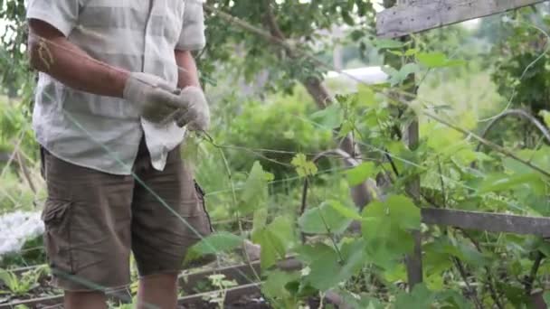 Ein Mann kümmert sich um junge Trauben, im Sommer eingewickelte Triebe - Filmmaterial, Video