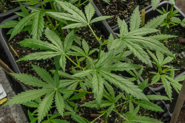 Small fresh young marijuana flowers in greenhouse in spring sunny day - Φωτογραφία, εικόνα
