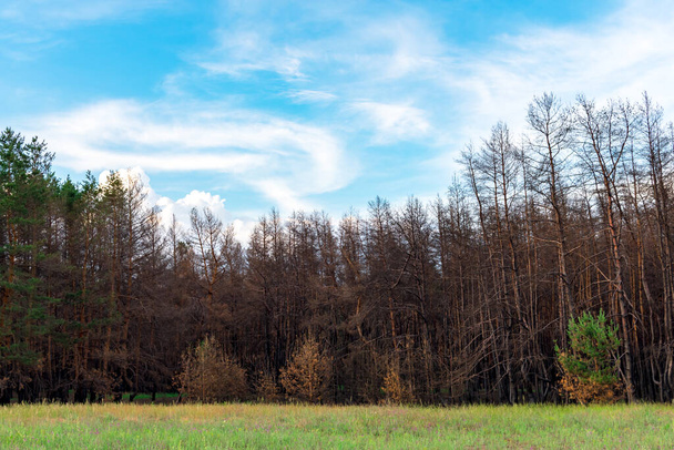 Coniferous forest one year after the fire. Coniferous trees burned down during a fire against a background of green grass. The problem of forest fires. - Photo, Image